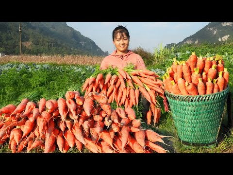 Harvesting Many Carrots Goes to countryside market sell - Rural farm | Phương Free Bushcraft