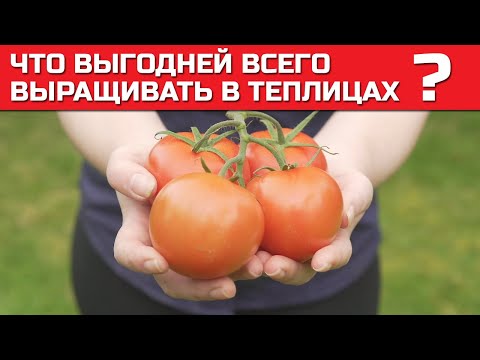 Что выгодней всего выращивать в теплице 🍅 Преимущества и недостатки тепличного бизнеса