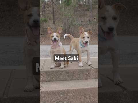 Saki the Explorer! This Outgoing Pup is now adopted.