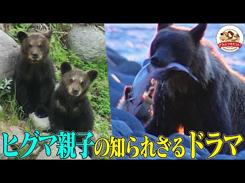 【貴重映像】密着2年！北海道の秘境に暮らすヒグマ母子…別のヒグマとの接近やシカの群れとの遭遇！川と共に生きる彼らの人知れず営まれるドラマ！【どうぶつ奇想天外／WAKUWAKU】