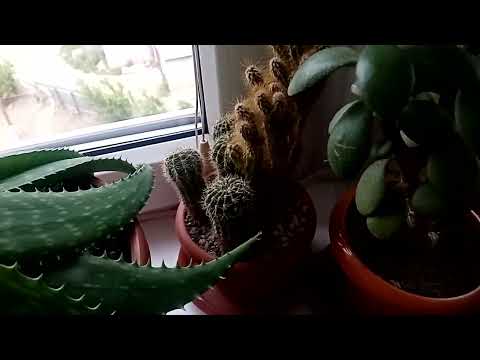 Растения в июле на лоджии 2022