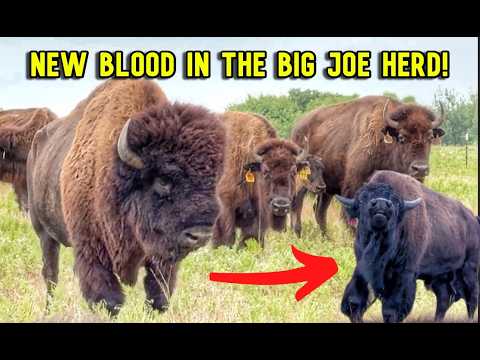 New Young Bull vs Big Joe Herd: The Showdown Begins!