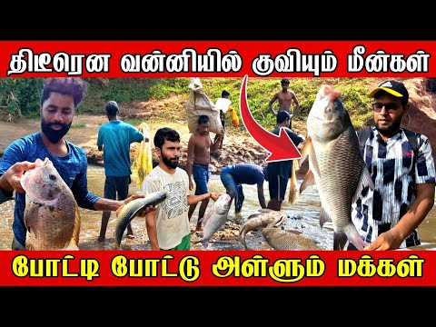 திடீரென வன்னியில் குவியும் மீன்கள் | போட்டி போட்டு அள்ளும் மக்கள்