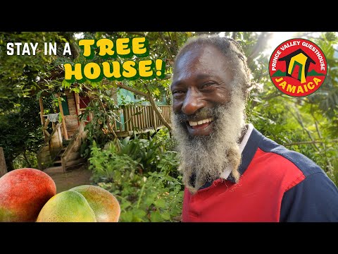I'm Staying in a Mango TREE HOUSE! Prince Valley Guesthouse, Jamaica 🥭