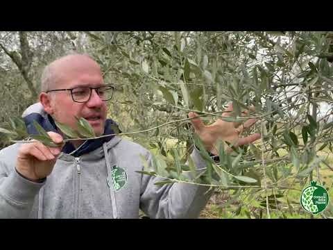 Olive Tree Pruning: Recognizing Fruit-Bearing Branches