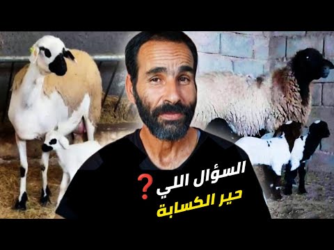 مشروع تربية الأغنام : الصردية 👑 ولا الدمانية 💰 شكون اللي كيجيب الربح الكبير؟🔥