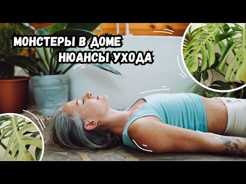 Monsteras in your home - the nuances of caring for different species