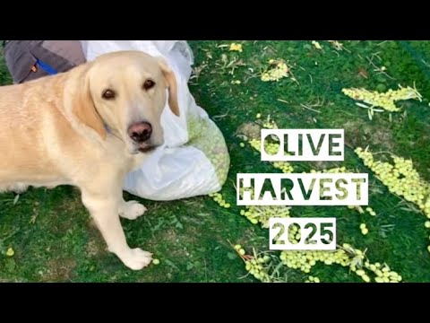 Our “First” Olive Harvest in Sicily