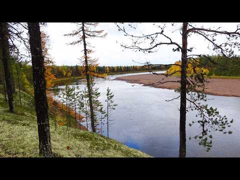 Заброшенная военная часть. Один в глухой тайге. Неудачная рыбалка. Изба на скале. Грибы. Спаниель