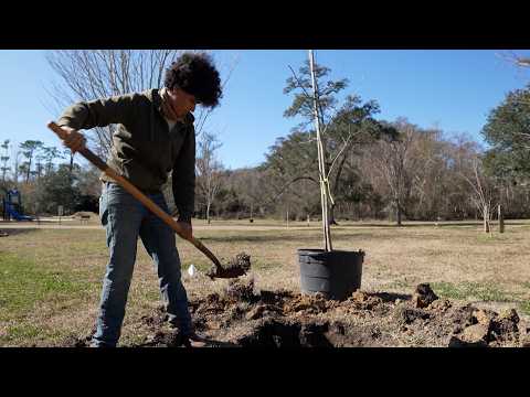 Louisiana’s Tree Revival: 7,400 Trees Planted and Counting | SWI | 2/20/26