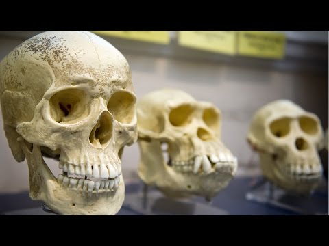 Linguist Steven Pinker Explains the ‘Cognitive Niche’