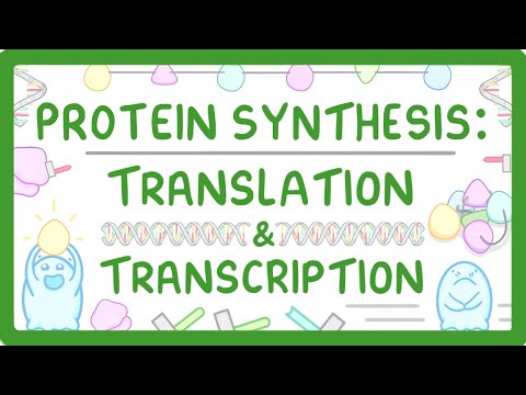 How are Proteins Made? Transcription & Translation