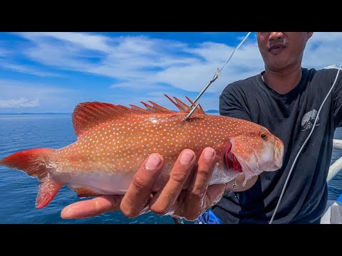 Sugal na pamain, 1200 bawat isa.