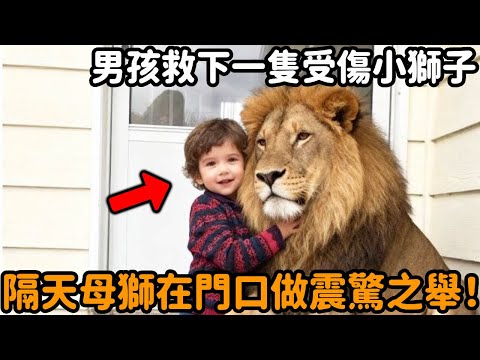 小男孩遇見一隻受傷小獅子，將牠帶回家貼身餵養，沒想到第二天母獅媽媽找上門，在門口做出驚人之舉！#獅子 #母獅 #救助 #動物情感 #不可思議 #母愛 #感動 #動物故事 #真實故事 #心靈飼養員