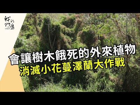熱解小花蔓澤蘭｜把綠癌變綠金(我們的島 第1199集 2023-04-03)