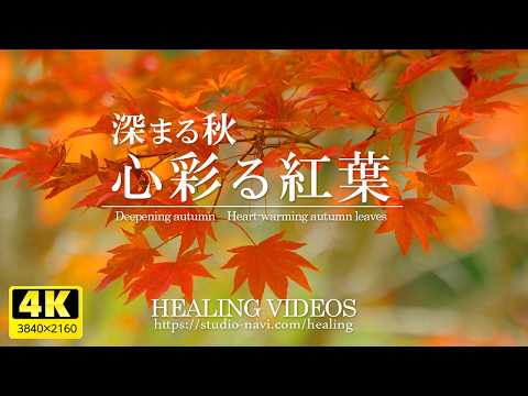 [Relaxing 4K Landscape Video] Deepening Autumn and Heart-Coloring Autumn Leaves