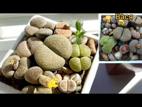 Суккуленты.Литопсы.Мой метод пересадки.