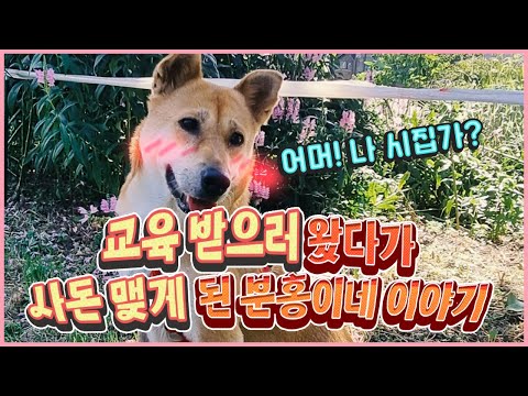 교육받으러 왔다가 사돈 맺게 된 분홍이 이야기 #진돗개 #굴개 #우리개복원