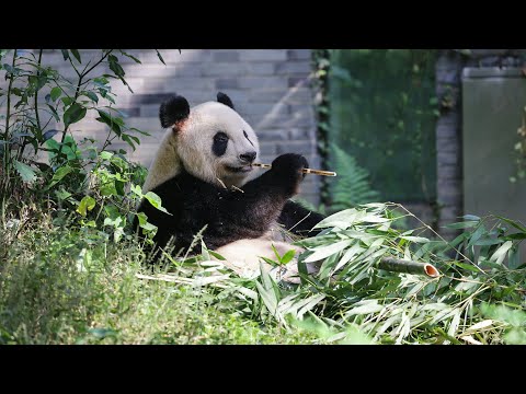 01直播LIVE|2024-09-26 中央贈送大熊貓「安安」、「可可」抵港歡迎儀式|01新聞|香港機場|大熊貓|中央|熊貓|四川|海洋公園