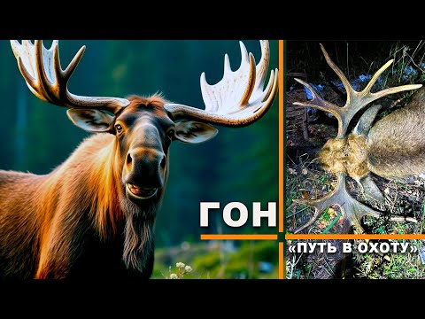 Охота на лося на реву