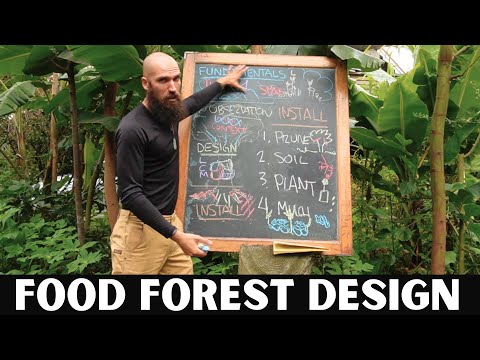 COMPLETE guide to Food Forest Design + Installation (2024 / Syntropic Agroforestry)