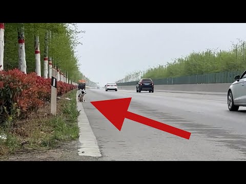 It watched every passing car,hoping one might be its owner.One after another,it broke down and wept.