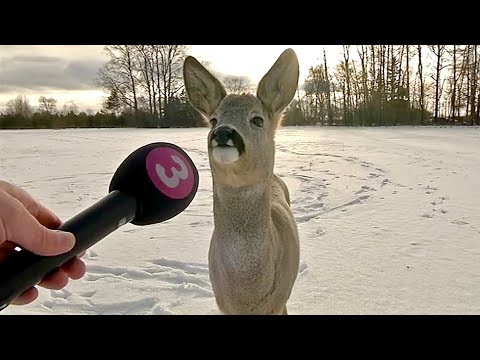 Best Animals News Bloopers Of The Decade (so far)