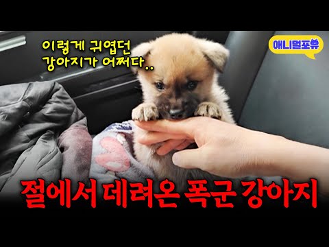 "산책갈 때 합의금 들고 나가요" 이게 무슨 일? I KBS 개는 훌륭하다 230522 방송