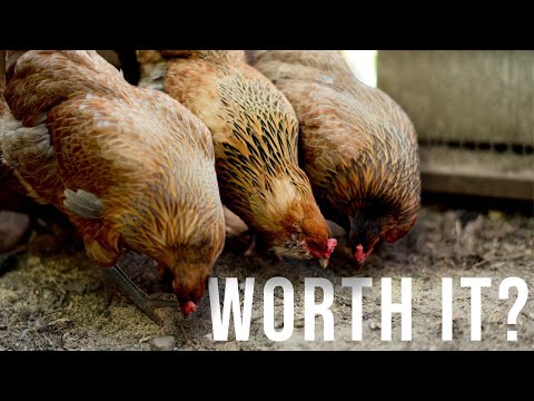 KEEPING CHICKENS IN 2025 | Is It WORTH IT Anymore? Egg Prices, Availability, and Quality