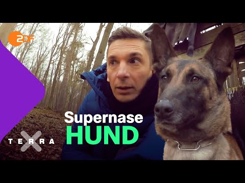 Supernasen. Polizeihunde auf Spurensuche | Terra X plus