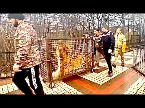 Вот ЭТО МОЩЬ! Олег Зубков выпускает в вольер ОГРОМНОГО ТИГРА, и снова нужно ехать спасать кого-то???