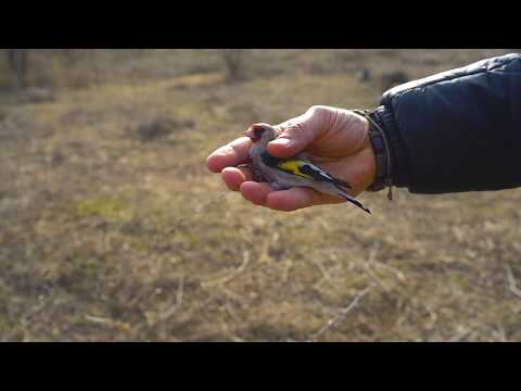 Ловля щеглов  март 2020 Carduelis