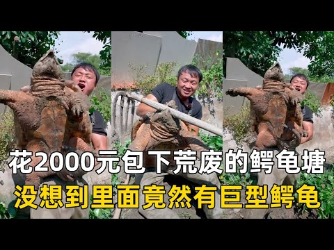 大表哥花2000元包下荒废几十年的鳄龟塘，没想到里面竟然有巨型鳄龟！｜花1000元包下深山老鱼塘，在里面放陷阱到底能装到什么？