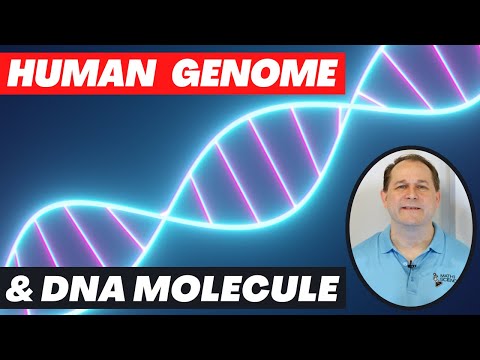 Human Genome Project & The DNA Molecule Explained