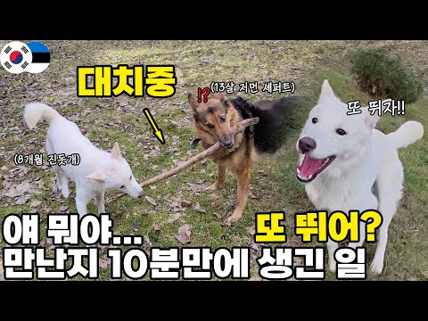 13살 유럽 강아지, 한국에서 어제 온 진돗개의 체력에 혼절 직전ㅋㅋ
