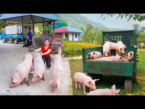 Use a truck to buy many pigs and transport them to sell at the market - Farm Life | Đào Daily Farm