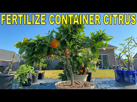 Complete Guide To FERTILIZING CITRUS TREES In Containers
