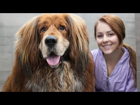 NIGHTMARES do come true 😐...insane session with a Tibetan Mastiff