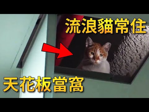 貓咪住進天花板裡，一待就是一年的時間，眼看趕不走大叔收養當家人【小奶狗觀影】