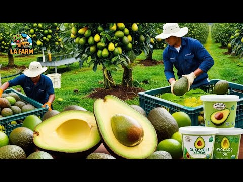How Avocado Is Produced In Brazil? The Processing Of Avocados And Much More!