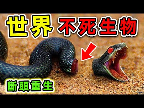 全世界最可怕的10種不死生物！腦袋沒了還能重生，第一名竟然就在我們身邊。|#世界之最top #世界之最 #出類拔萃 #腦洞大開 #top10 #最可怕生物