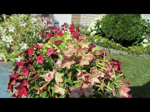 Открыла для себя еще одно яркое растение.  Выращивание табака от посева до цветения