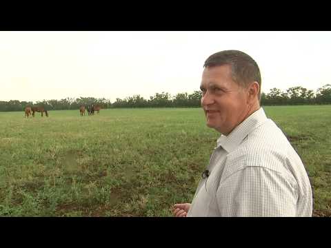 Конный завод "Донской"