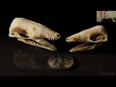 Beasts Before Us: The Untold Story of Mammal Evolution