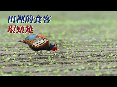 【人鳥衝突】田裡的食客 環頸雉｜吃光農作物的搗蛋鬼 (我們的島 第1055集 2020-05-18)