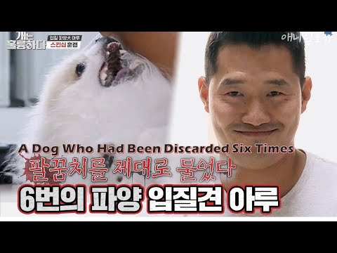 A Dog Who Had Been Discarded Six Times Bit Trainer Kang [Dogs Are Incredible]