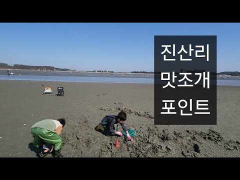 태안 진산리, 고인물들만 아는 진산리 내 맛조개 포인트 (맛조개 잡는 법)