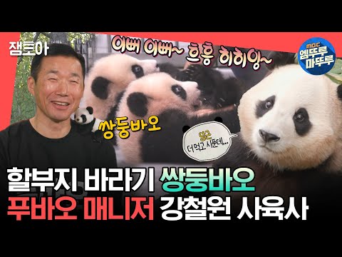 [#전참시] 할부지 바라기가 두 배🐼🐼 강철원 사육사의 끊임없는 푸바오 패밀리 육아🍼ㅣ#푸바오 #아이바오 #러바오 #쌍둥바오 MBC240106방송