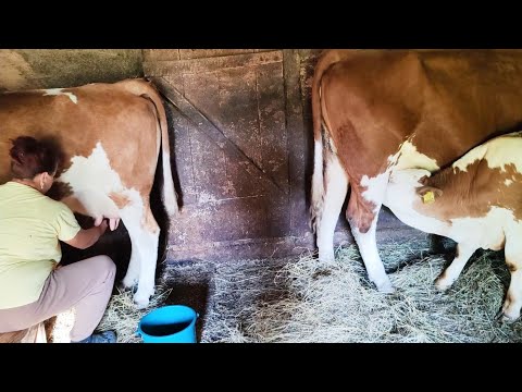 Farm Morning Routine in Countryside! Hard Life Exposed in Carpathians Mountains!Milking Animals,Cows