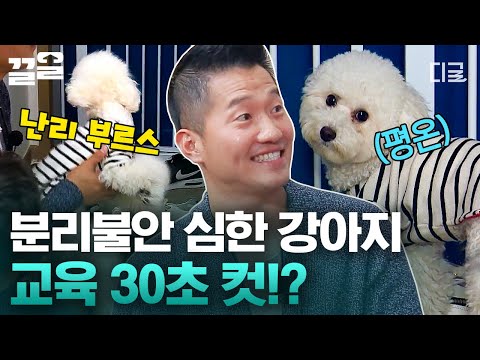 [#현장토크쇼택시] 분리불안 심한 강아지부터 인정사정없이 무는 강아지까지! 강아지들을 위한 강형욱의 마법 같은 솔루션✨